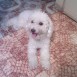 mis mascotas y yo